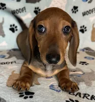 Charlie , a male Miniature Dachshund for sale in Old Town, FL – Photo 4 of 10
