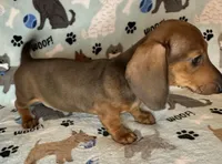 Charlie , a male Miniature Dachshund for sale in Old Town, FL – Photo 3 of 10