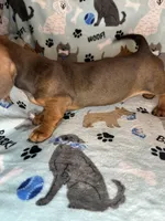 Charlie , a male Miniature Dachshund for sale in Old Town, FL – Photo 9 of 10