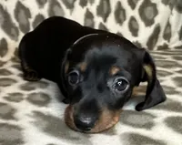 Poppy, a female Miniature Dachshund for sale in Old Town, FL – 3 of 10