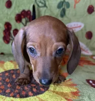 Rusty, a male Miniature Dachshund for sale in Old Town, FL – 6 of 9