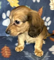 Chester, a male Miniature Dachshund for sale in Old Town, FL – 2 of 10