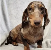 Clem, a male Miniature Dachshund for sale in Old Town, FL – 9 of 10