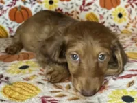 Abby, a female Miniature Dachshund for sale in Old Town, FL – 4 of 8