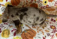 Pixie , a female Miniature Dachshund for sale in Old Town, FL – 8 of 10