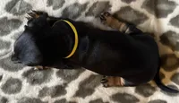 Ella, a female Miniature Dachshund for sale in Old Town, FL – 5 of 8