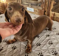 Clem, a male Miniature Dachshund for sale in Old Town, FL – 10 of 10