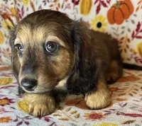 Nelly, a female Miniature Dachshund for sale in Old Town, FL – 2 of 7