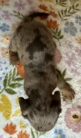 Luann, a female Miniature Dachshund for sale in Old Town, FL – 6 of 6