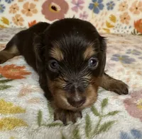 Laney, a female Miniature Dachshund for sale in Old Town, FL – 3 of 4
