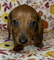 Annie, a female Miniature Dachshund for sale in Old Town, FL – 3 of 10