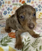 Luann, a female Miniature Dachshund for sale in Old Town, FL – 5 of 6