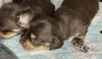Jerry , a male Miniature Dachshund for sale in Old Town, FL – 5 of 9
