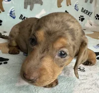Lou, a male Miniature Dachshund for sale in Old Town, FL – 4 of 7