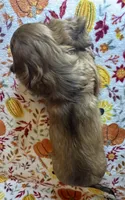 Abby, a female Miniature Dachshund for sale in Old Town, FL – 6 of 8