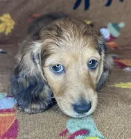 Norman, a male Miniature Dachshund for sale in Old Town, FL – 6 of 8