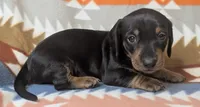 Jack, a male Miniature Dachshund for sale in Old Town, FL – Photo 1 of 2