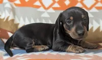Jack, a male Miniature Dachshund for sale in Old Town, FL – Photo 2 of 2