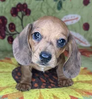 Hank , a male Miniature Dachshund for sale in Old Town, FL – 1 of 10