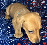 Charlie , a male Miniature Dachshund for sale in Old Town, FL – 2 of 7