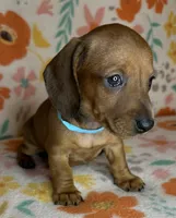 Tootie , a female Miniature Dachshund for sale in Old Town, FL – 3 of 6