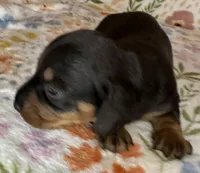 Dolly, a female Miniature Dachshund for sale in Old Town, FL – Photo 3 of 5