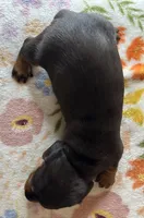 Dolly, a female Miniature Dachshund for sale in Old Town, FL – Photo 5 of 5