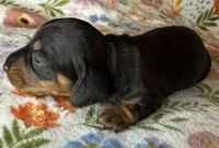 Dolly, a female Miniature Dachshund for sale in Old Town, FL – Photo 2 of 5