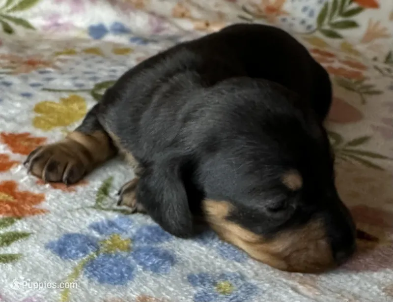 Dolly – Miniature Dachshund puppy for sale in Old Town, FL