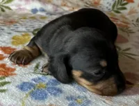 Dolly, a female Miniature Dachshund for sale in Old Town, FL – Photo 1 of 5