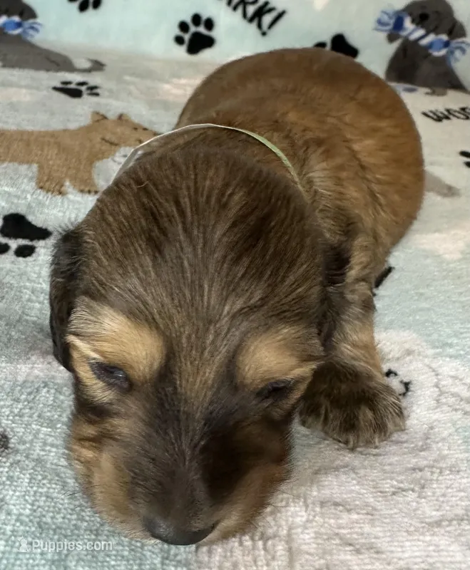 Simon – Miniature Dachshund puppy for sale in Old Town, FL
