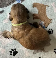 Simon, a male Miniature Dachshund for sale in Old Town, FL – Photo 6 of 7