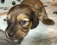 Simon, a male Miniature Dachshund for sale in Old Town, FL – Photo 4 of 7
