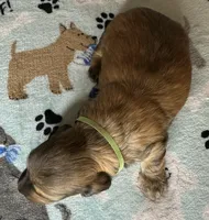 Simon, a male Miniature Dachshund for sale in Old Town, FL – Photo 7 of 7