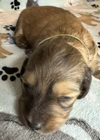 Simon, a male Miniature Dachshund for sale in Old Town, FL – Photo 3 of 7