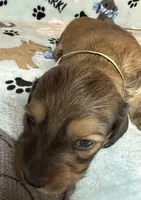 Simon, a male Miniature Dachshund for sale in Old Town, FL – Photo 2 of 7