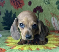 Hank , a male Miniature Dachshund for sale in Old Town, FL – 7 of 10