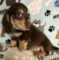 Jerry , a male Miniature Dachshund for sale in Old Town, FL – 8 of 8