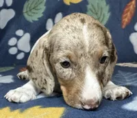 Clem, a male Miniature Dachshund for sale in Old Town, FL – 1 of 10