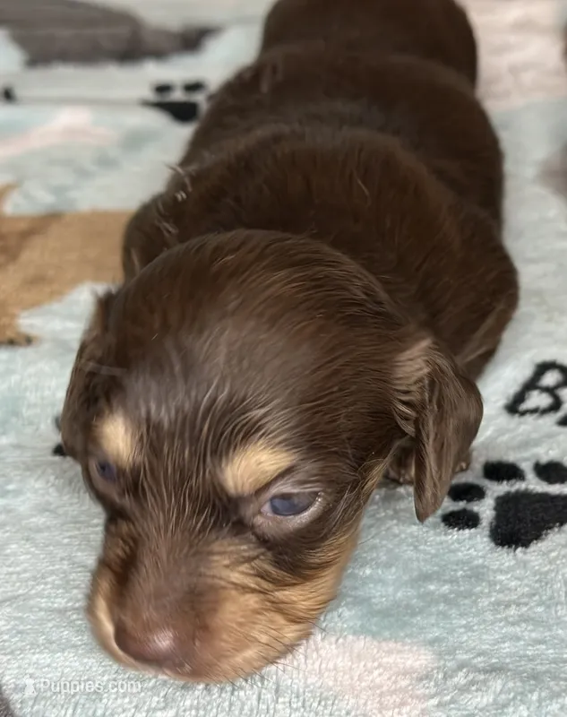 Jerry  – Miniature Dachshund puppy for sale in Old Town, FL
