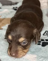 Jerry , a male Miniature Dachshund for sale in Old Town, FL – 1 of 9