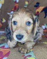 Norman, a male Miniature Dachshund for sale in Old Town, FL – 8 of 8
