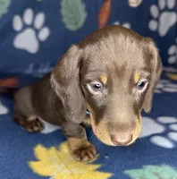 Louie, a male Miniature Dachshund for sale in Old Town, FL – 2 of 8