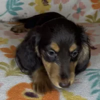 Laney, a female Miniature Dachshund for sale in Old Town, FL – 2 of 7