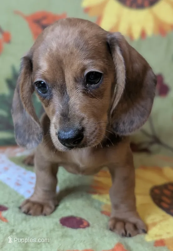 Charlie  – Miniature Dachshund puppy for sale in Old Town, FL
