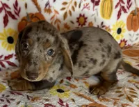 Pixie , a female Miniature Dachshund for sale in Old Town, FL – 5 of 10