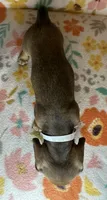 Dolly, a female Miniature Dachshund for sale in Old Town, FL – 3 of 5
