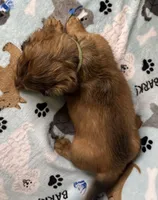 Simon, a male Miniature Dachshund for sale in Old Town, FL – 10 of 10