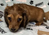 Simon, a male Miniature Dachshund for sale in Old Town, FL – 3 of 10