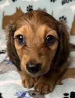 Simon, a male Miniature Dachshund for sale in Old Town, FL – 5 of 10